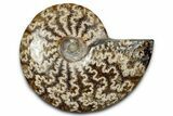 Polished Ammonite (Cleoniceras) Fossil - Madagascar #344310-1
